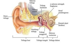 struktur telinga
