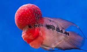 Ikan Termahal di Dunia