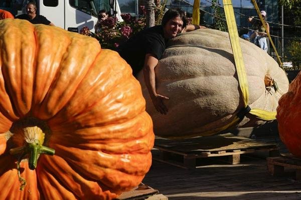 Labu Raksasa 817 Kg Ini Pecahkan Rekor Rusia